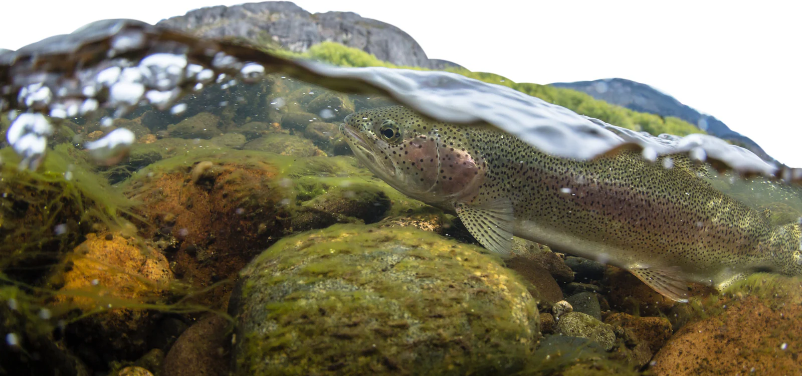 Your Ultimate Fly Fishing Adventure